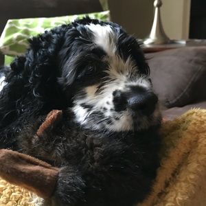 Meet your Posher, Sonia